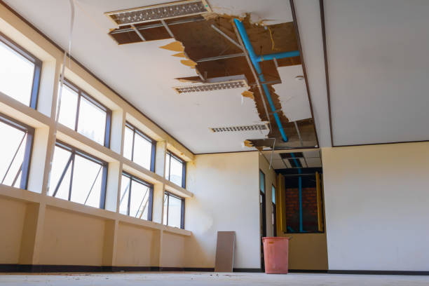 Best Mold removal after water damage  in Hayden, CO