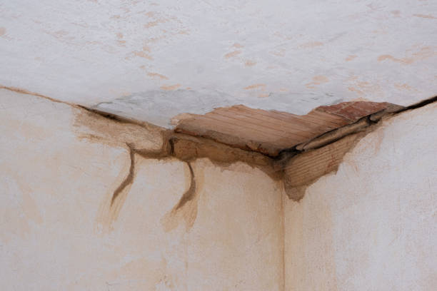 Best Professional water damage repair  in Hayden, CO