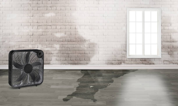 Best Emergency water damage restoration  in Hayden, CO