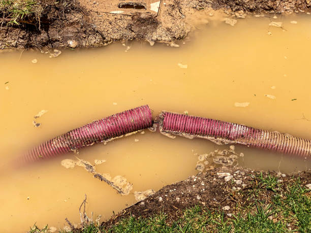 Best Flood damage cleanup  in Hayden, CO