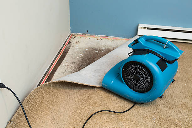 Best Flooded house restoration  in Hayden, CO